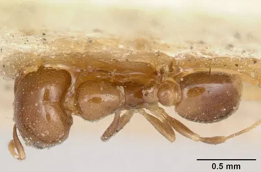 Solenopsis nigella specimen