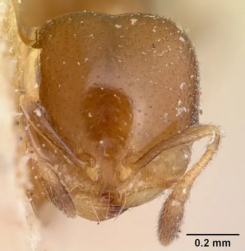 Solenopsis nigella specimen