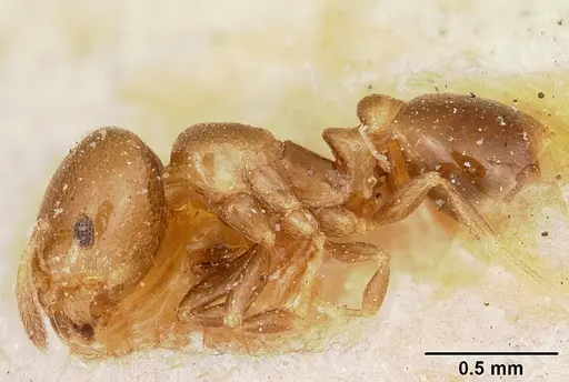 Solenopsis nigella specimen