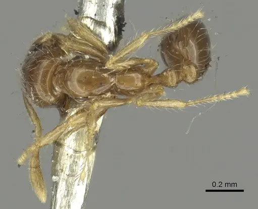 Solenopsis nitens specimen