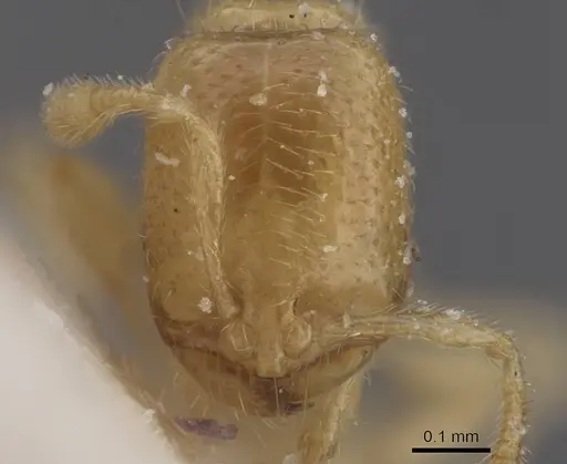 Solenopsis normandi specimen