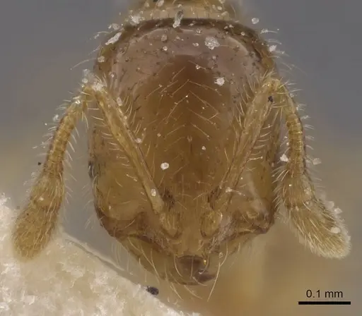 Solenopsis occipitalis specimen