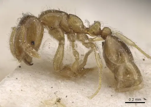Solenopsis occipitalis specimen