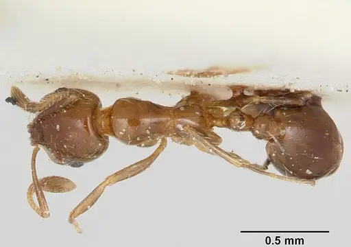 Solenopsis oculata specimen