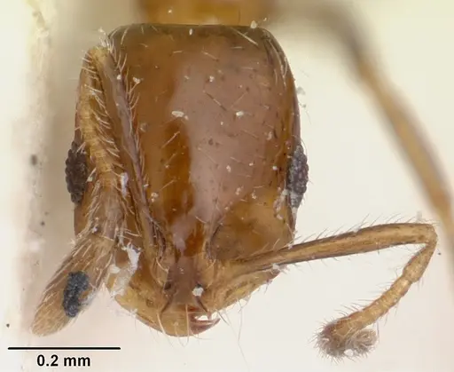 Solenopsis oculata specimen