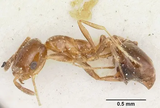 Solenopsis oculata specimen