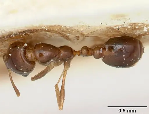 Solenopsis oculata - CASENT0103216