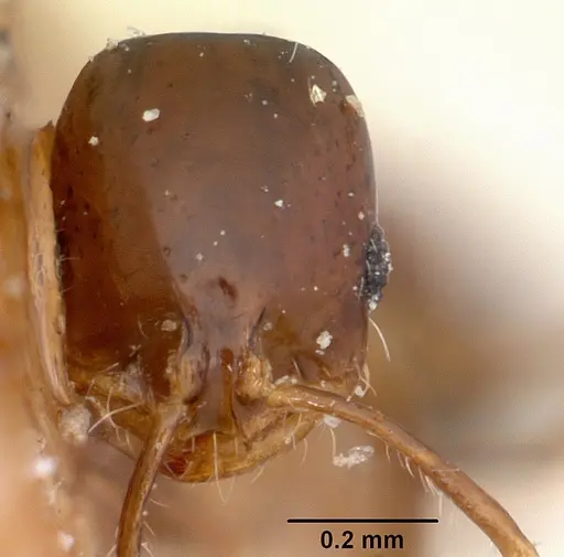 Solenopsis oculata - CASENT0103216