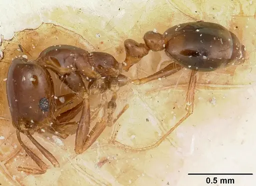 Solenopsis oculata - CASENT0103216