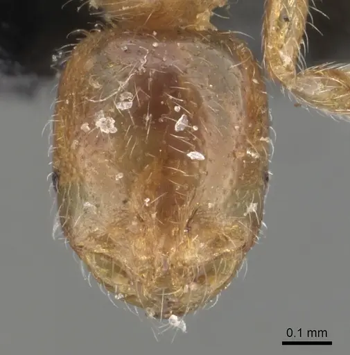 Solenopsis omana specimen