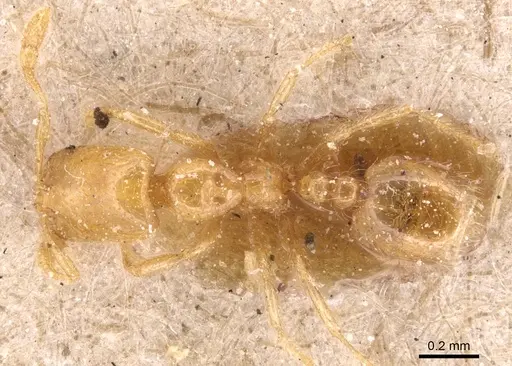 Solenopsis orbula specimen