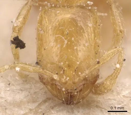 Solenopsis orbula specimen