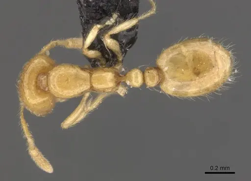 Solenopsis orbula - CASENT0908869