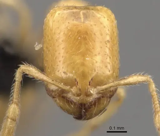 Solenopsis orbula - CASENT0908869