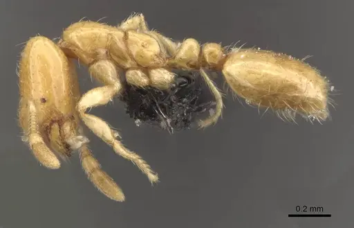 Solenopsis orbula - CASENT0908869