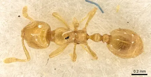 Solenopsis orbula - CASENT0914171