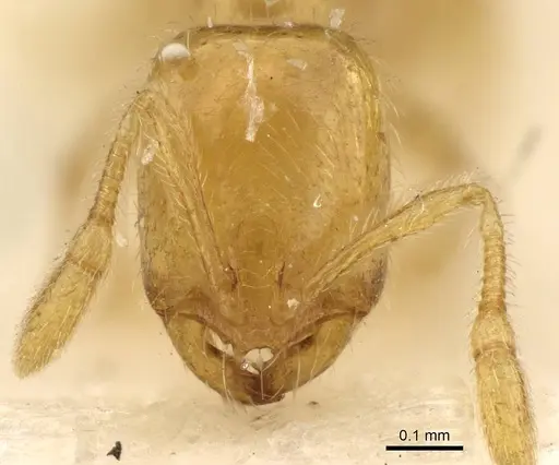 Solenopsis orbula - CASENT0914171