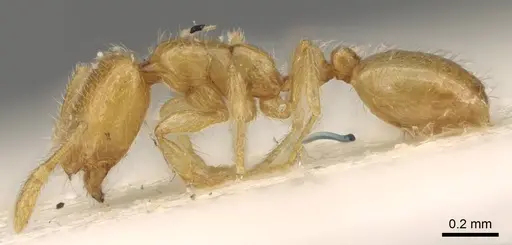 Solenopsis orbula - CASENT0914171