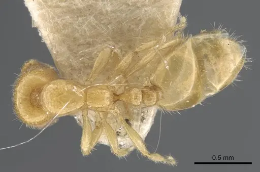 Solenopsis orbula - CASENT0917215