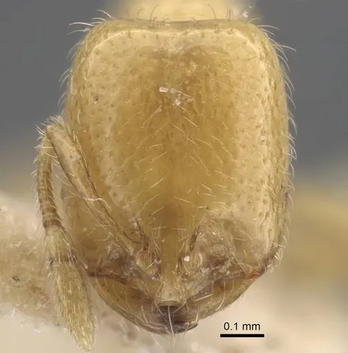 Solenopsis orbula - CASENT0917215