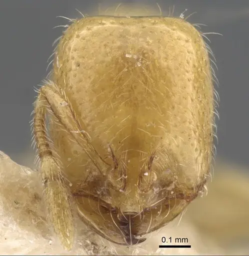 Solenopsis orbula - CASENT0917215