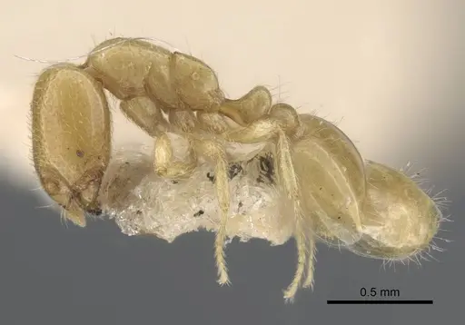 Solenopsis orbula - CASENT0917215