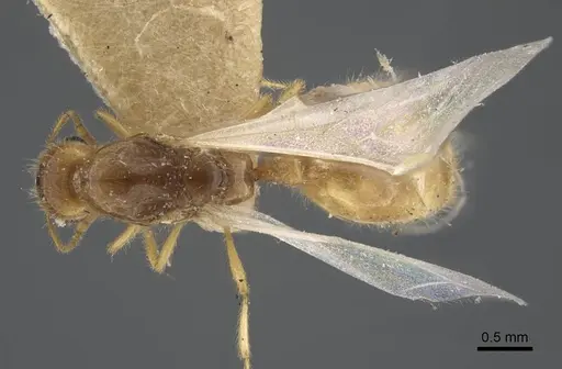 Solenopsis orbula - CASENT0917216