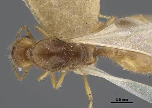 Solenopsis orbula - CASENT0917216