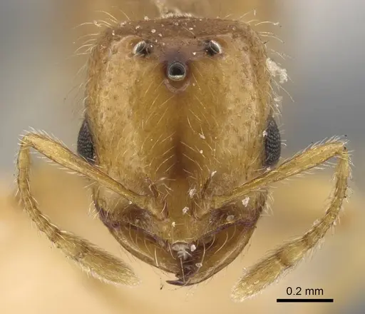 Solenopsis orbula - CASENT0917216