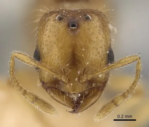 Solenopsis orbula - CASENT0917216