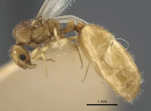 Solenopsis orbula - CASENT0917216