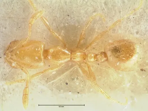 Solenopsis orbula - FOCOL1867