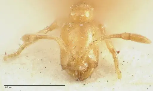 Solenopsis orbula - FOCOL1867