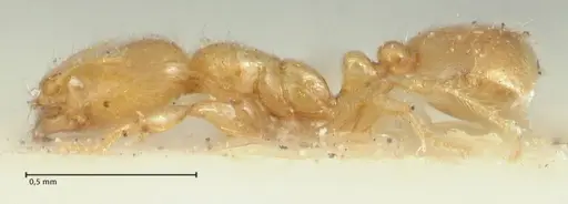 Solenopsis orbula - FOCOL1867