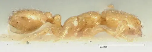 Solenopsis orbula - FOCOL1867