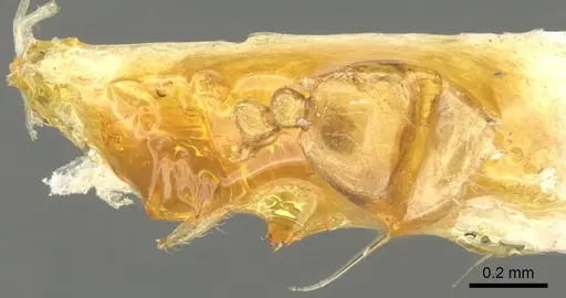 Solenopsis orbuloides specimen