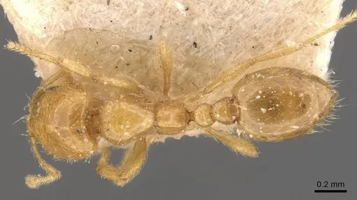 Solenopsis orestes specimen