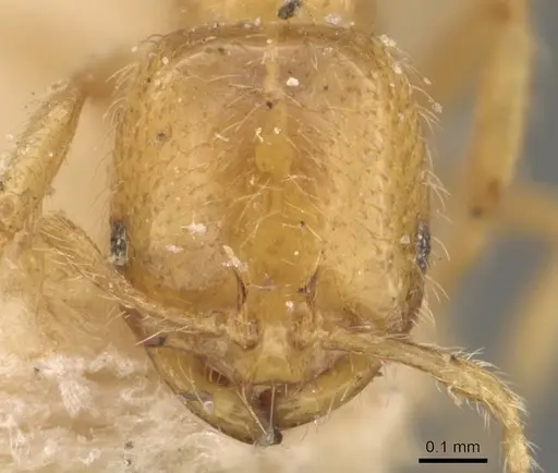 Solenopsis orestes specimen