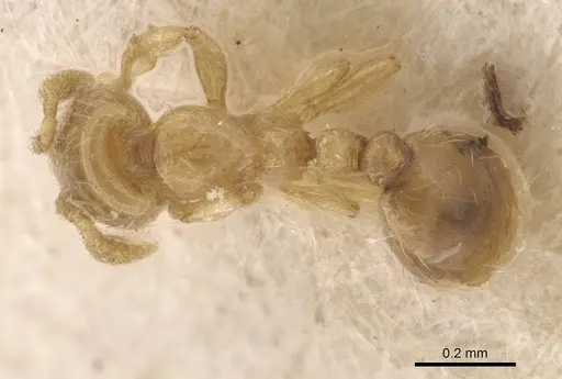 Solenopsis overbecki specimen