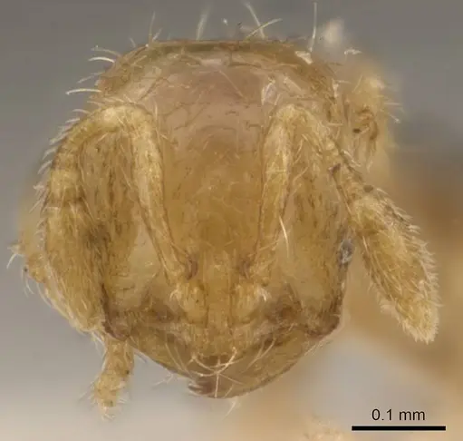 Solenopsis overbecki specimen