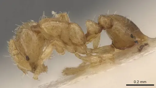 Solenopsis overbecki specimen