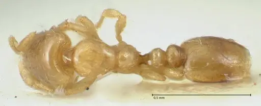 Solenopsis overbecki - FOCOL1870