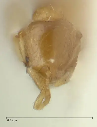 Solenopsis overbecki - FOCOL1870