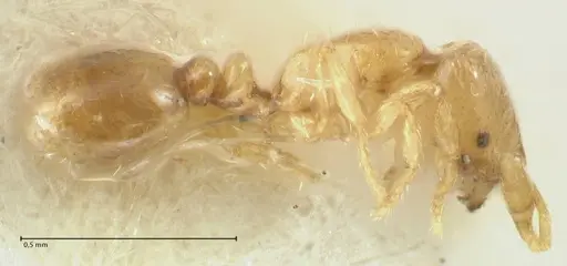 Solenopsis overbecki - FOCOL1870
