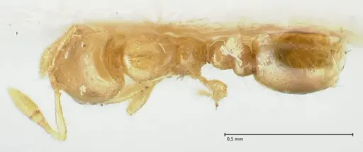 Solenopsis overbecki - FOCOL1871