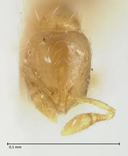 Solenopsis overbecki - FOCOL1871