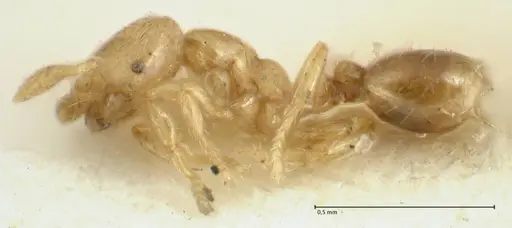 Solenopsis overbecki - FOCOL1871