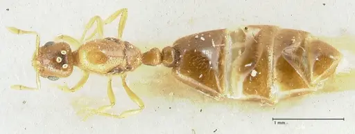 Solenopsis overbecki - FOCOL1872