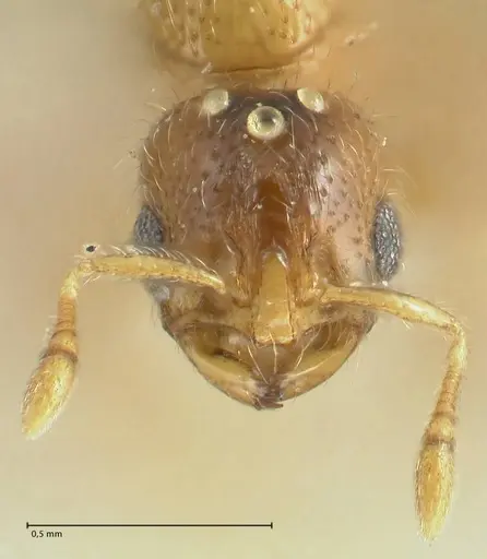 Solenopsis overbecki - FOCOL1872