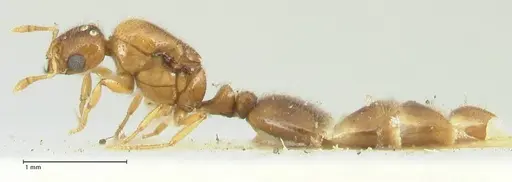 Solenopsis overbecki - FOCOL1872
